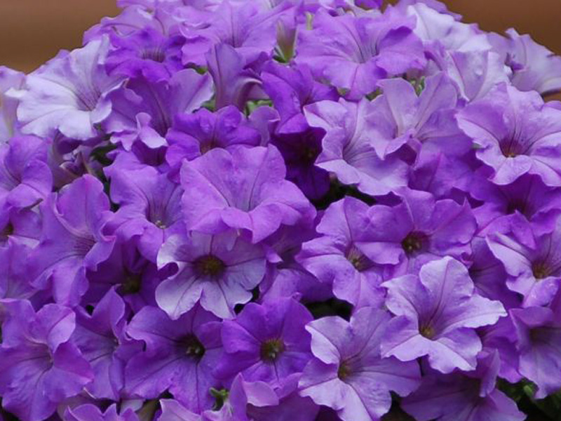 Сурфиния Хеавенли Блю